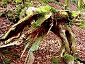 Los duendes del bosque